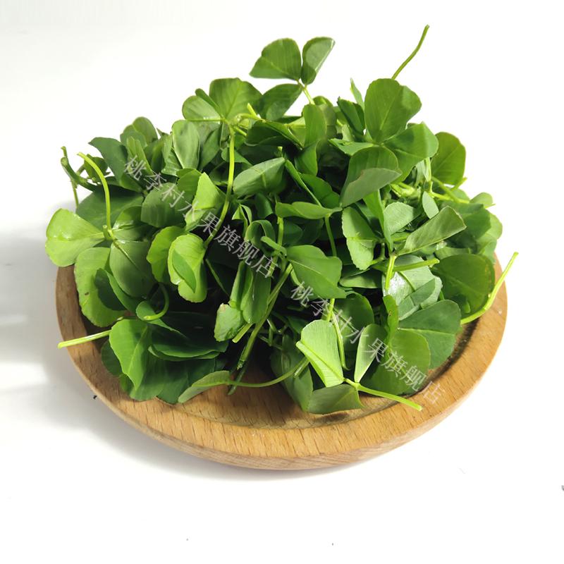 新鲜草头500g 上海本地农家三叶菜 新鲜蔬菜金花菜苜蓿草本地草头