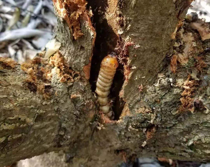 蛀木虫药果树钻心虫蛀木蛀干杆虫药桔橘子葡萄无花果板栗苹果樱桃树