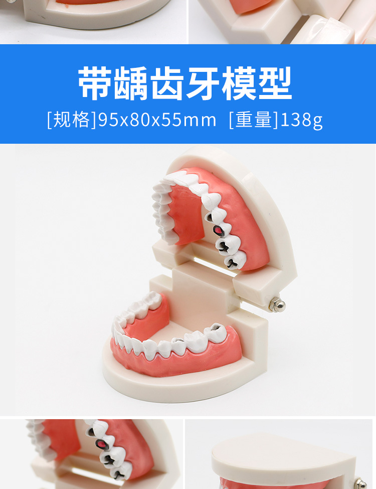 升级新款教学牙齿模型口腔模型练习牙模型模具牙齿模型牙科教学模型可