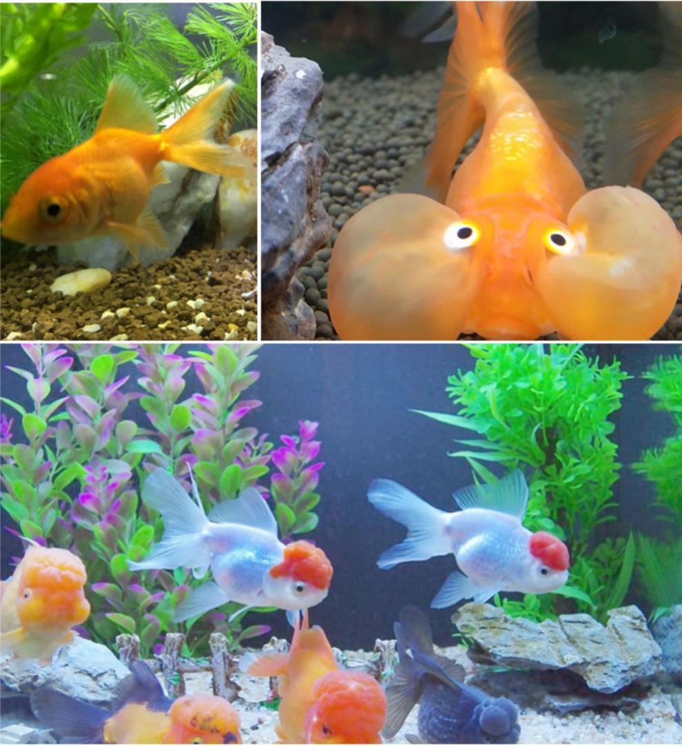 草金鱼活鱼观赏鱼鱼苗小金鱼小型淡水好养耐活冷水锦鲤小金鱼活体超值