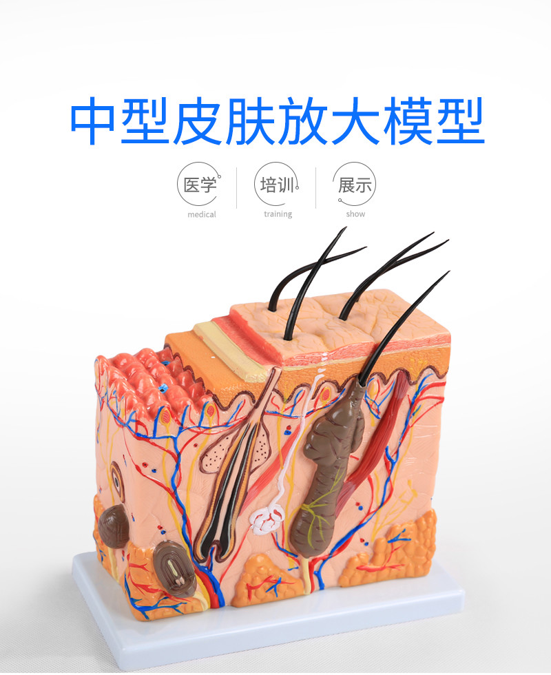 皮肤结构解剖模型美容教学皮肤组织层次立体构造微整形皮肤模型bixa10