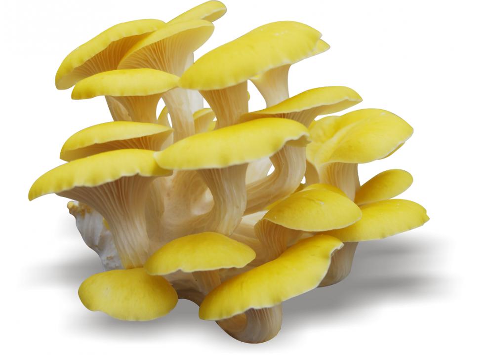 东北榆黄蘑500克产品烘干精品东北榆黄蘑小黄蘑菇黄金菇鸡油菌干货