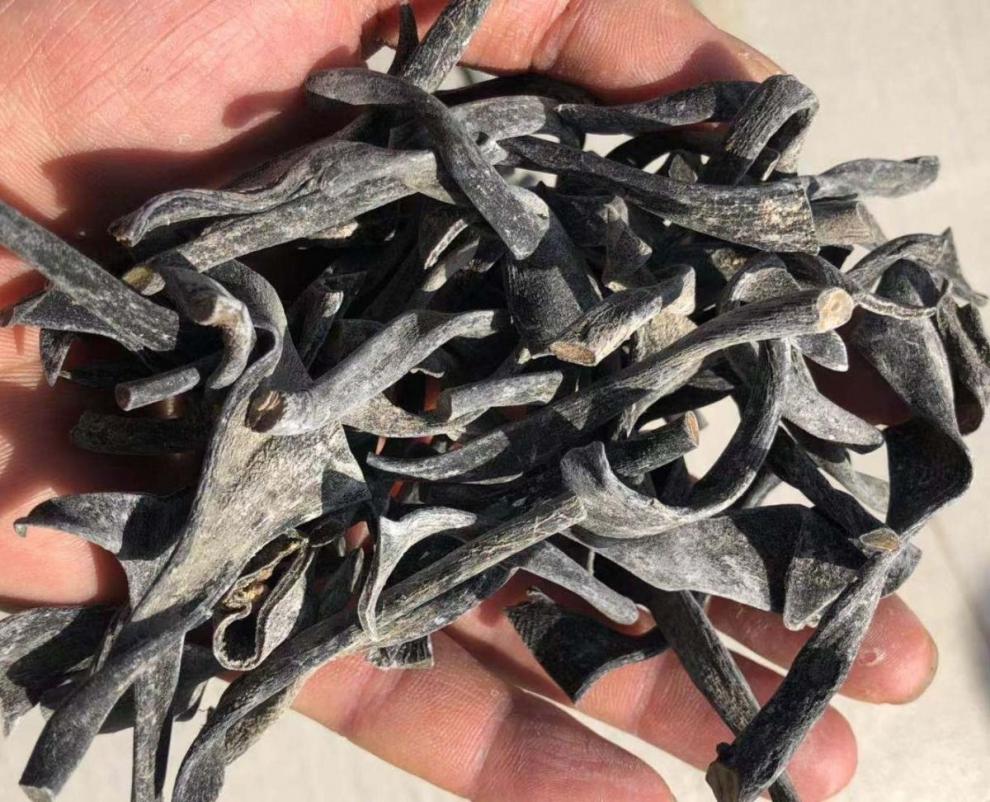 海带头干货福建日晒无沙淡干海带头煲汤卤菜凉拌菜专用 100g【图片