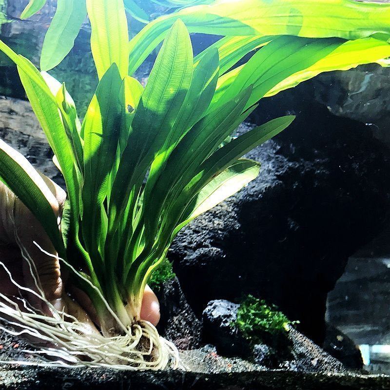 水草绿九冠鱼缸水族箱鱼缸造景淡水活体阴性草沉木造景植物 30颗 绿菊