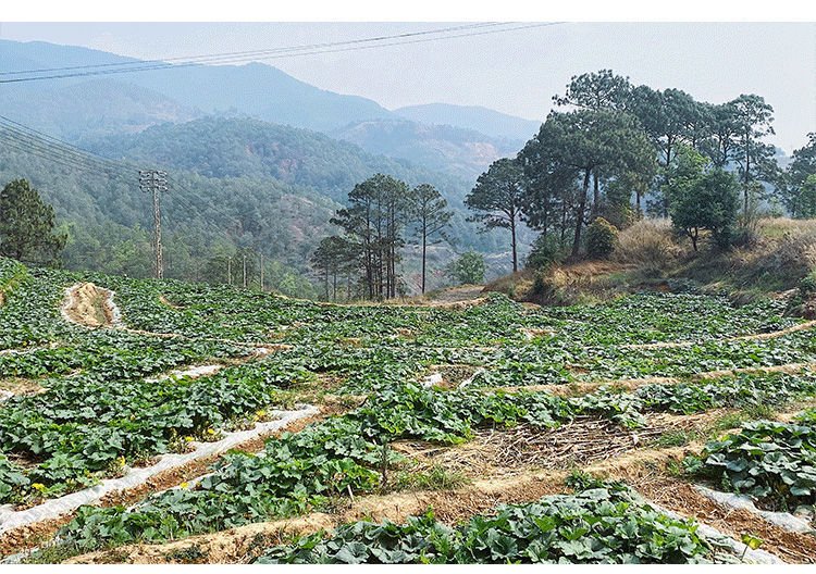 云南姜柄瓜10斤新鲜小麦瓜嫩南瓜小瓜新鲜蔬菜面瓜小南瓜10斤