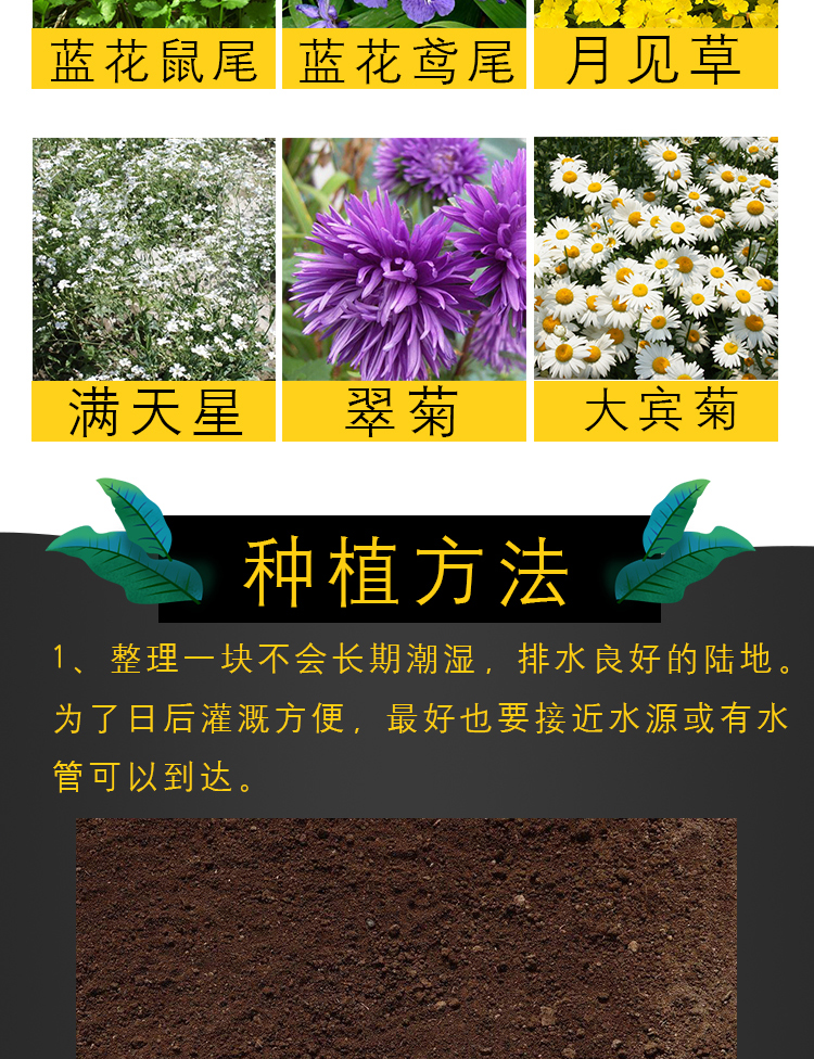 其他颜色 松果菊种子500粒【图片 价格 品牌 报价】-京东