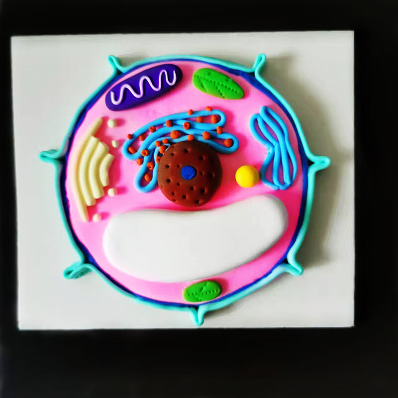 生物细胞结构模型 动植物细胞模型初高中高一生物黏土真核亚显微结构