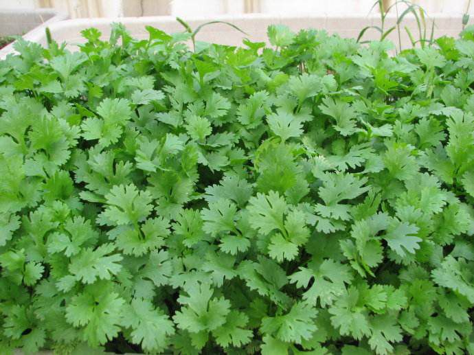 室内阳台盆栽蔬菜种孑南方现在可以种的大叶菜籽 澳洲四季大叶香菜 50