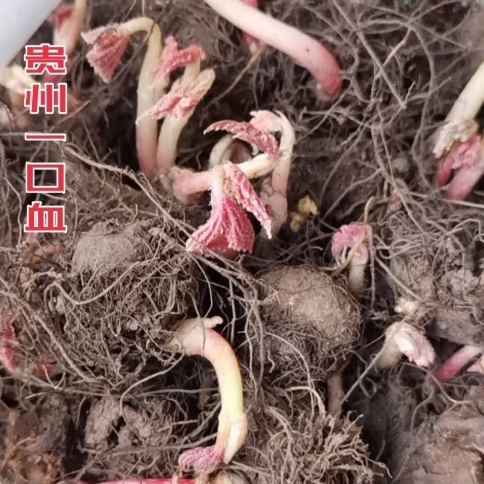 康中尊 贵州省地产野外生一口血干货一滴血 一点血中草药原材料 鲜一