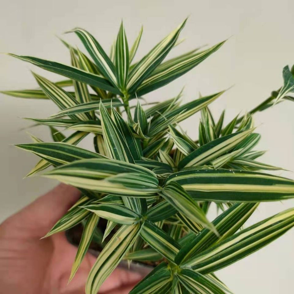 熊猫竹 菲白竹桌面绿植盆栽迷你竹子桌面微型盆景室内净化空气绿植