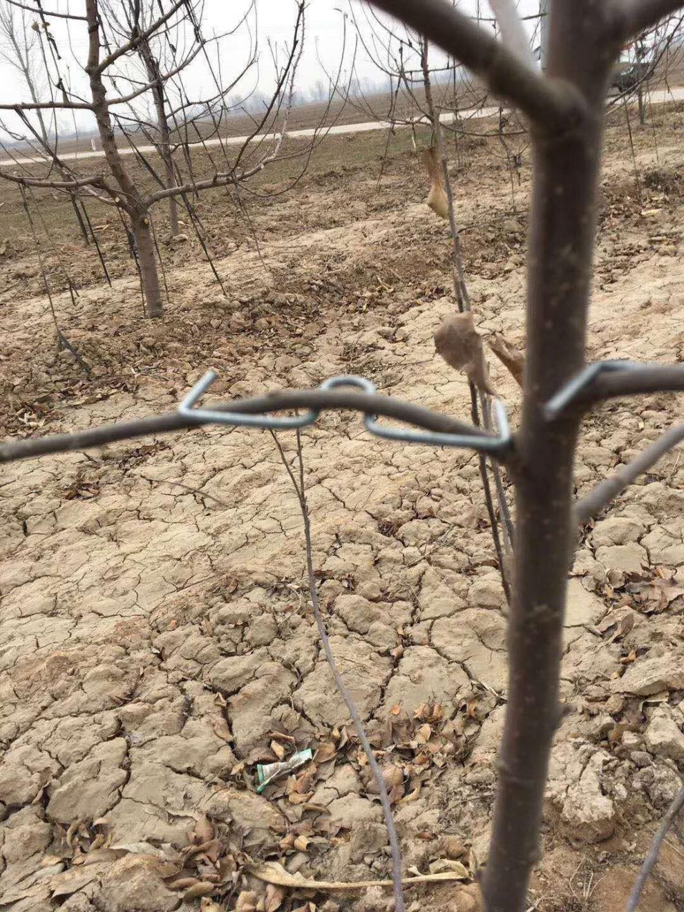 琛藝蘋果樹拉枝器開角器櫻桃樹壓枝綁枝樹拉枝彎枝別枝sm定型器拉平