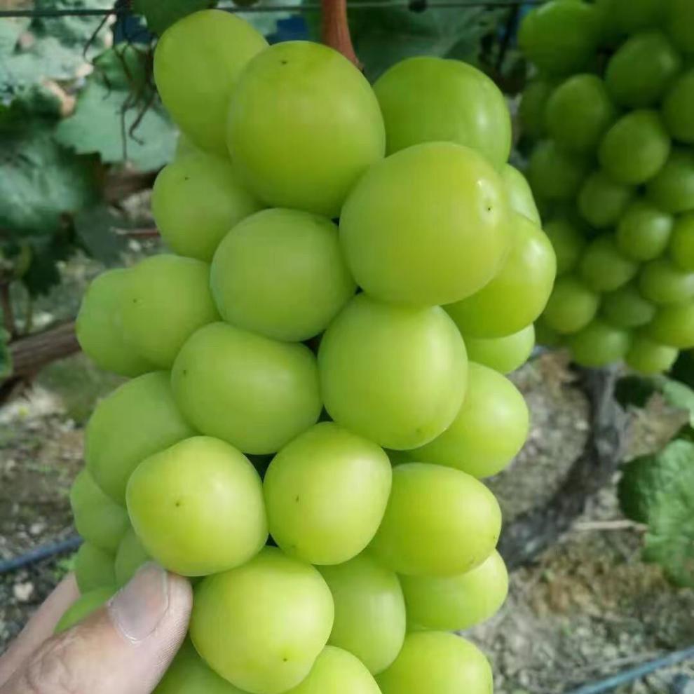 520礼物送女友晴王云南建水阳光玫瑰葡萄整串新鲜水果提子香印青提蜜