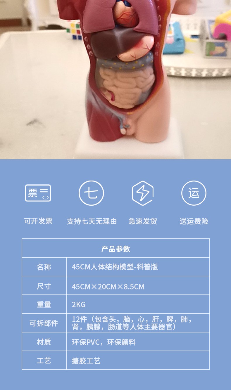 人体模型科普款大脑内脏解剖器官拆卸仿真教具人偶摆件 45cm人体模型