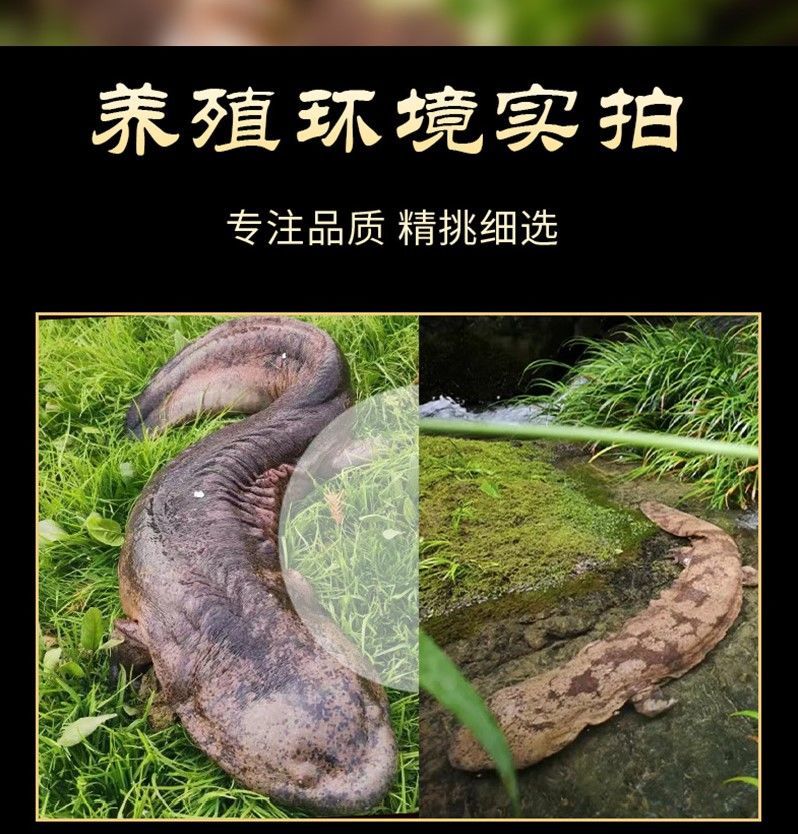 順豐快遞娃娃魚鮮活食用活魚批發淡水魚大鯢魚包活110斤10斤一條順豐