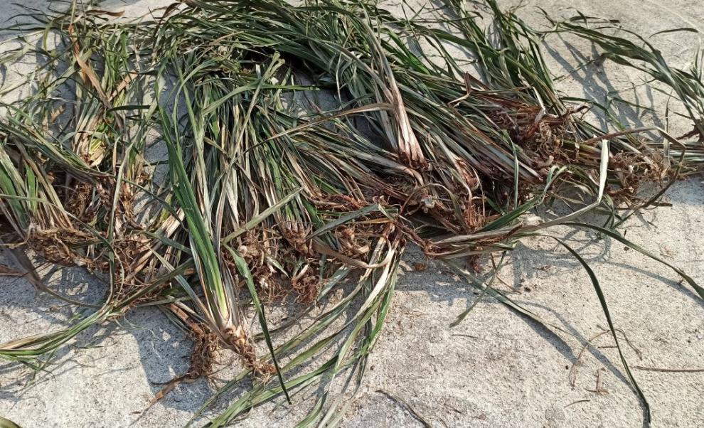 jd优选深山野生石菖蒲纯根老菖蒲根月子洗澡洗头正宗山菖蒲老根水剑草