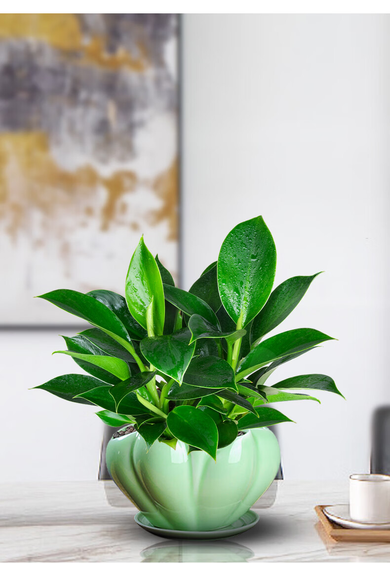 泰西丝大叶金钻绿植大叶红钻盆栽花卉家庭办公室花卉绿色植物盆栽绿植