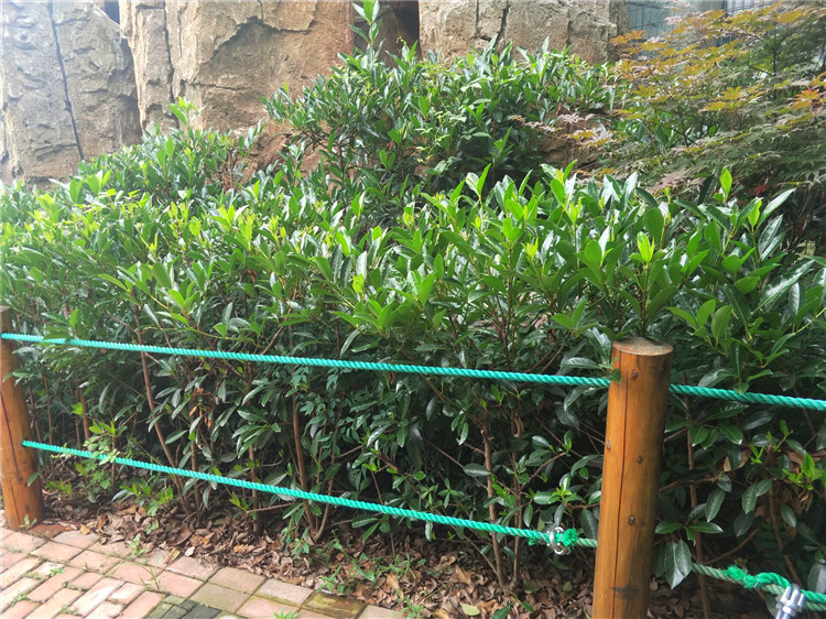 冬青苗庭院绿化法国冬青树苗围墙篱笆北海道大叶黄杨树苗 精品北海道