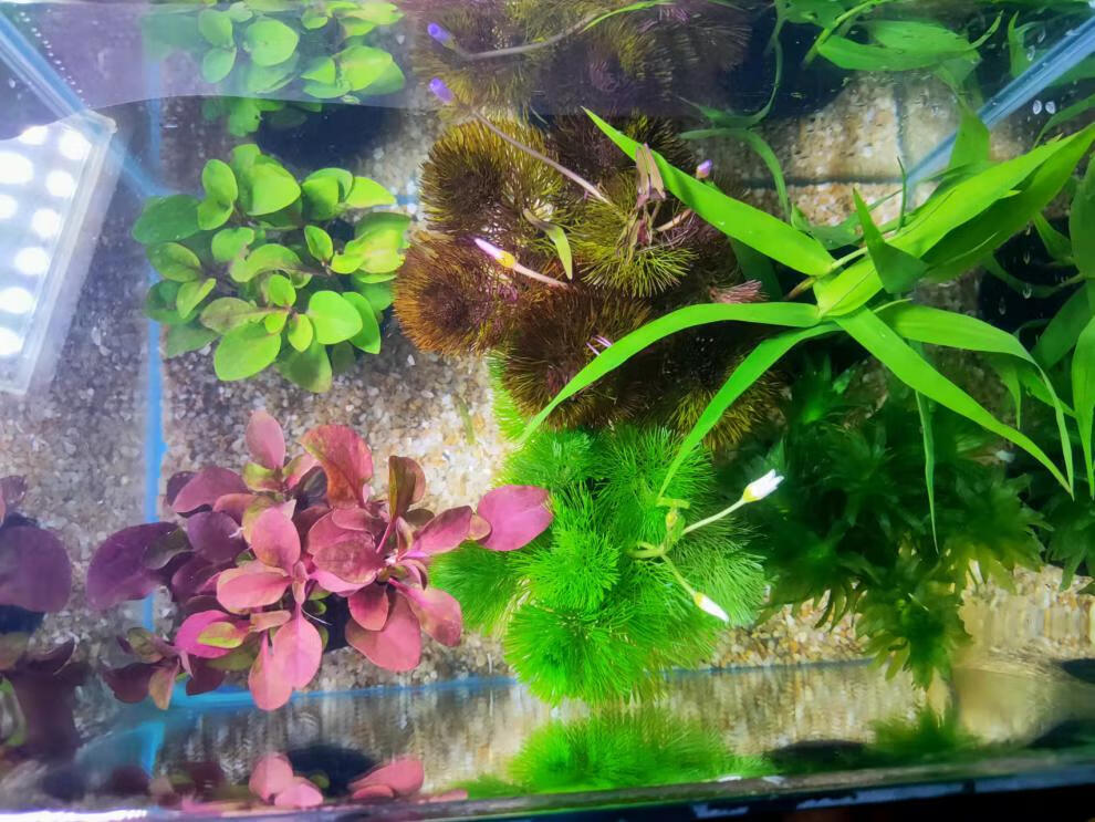 蜈蚣草植物綠菊魚缸造景裝飾金魚藻增氧陰性活體淡冷水懶人真水草