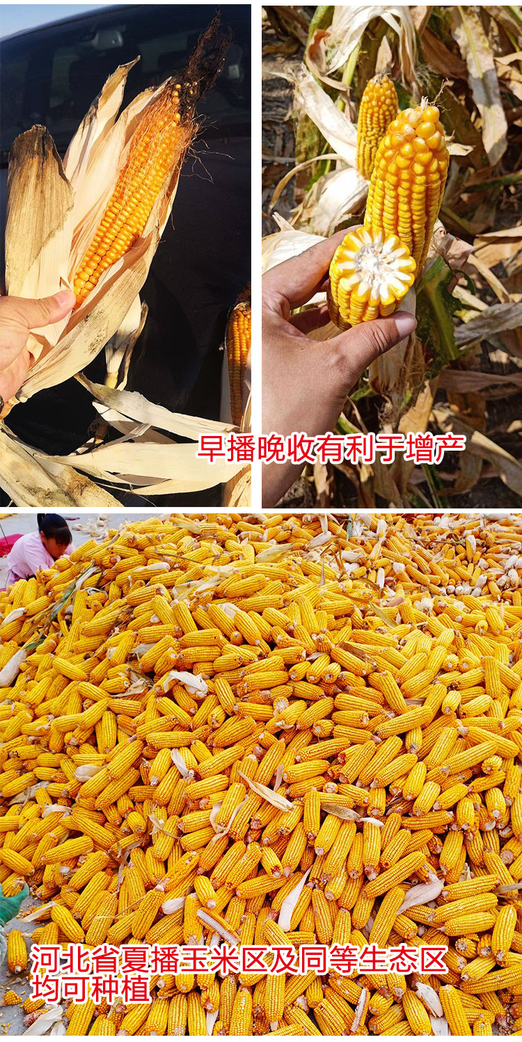 大田种植杂交玉米种子基地 高产大穗抗病国审玉米 矮大棒/沈玉21/4400