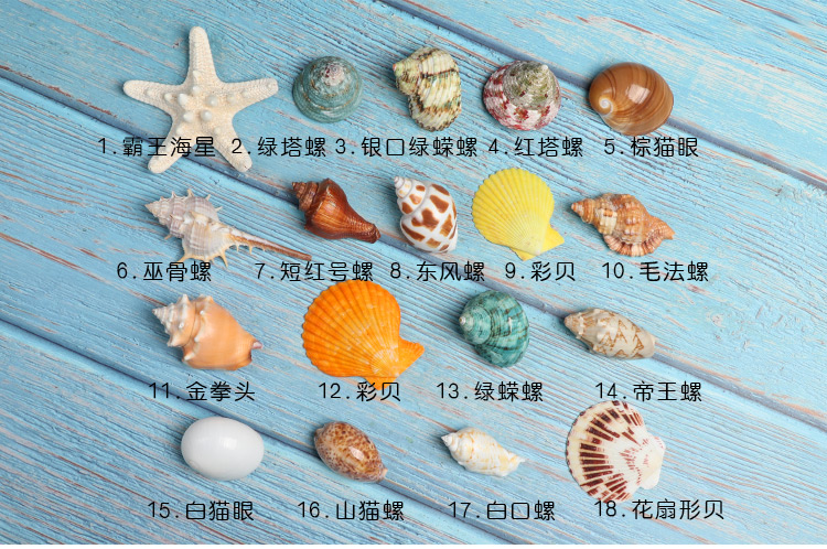 天然标本螺贝壳海螺海星礼盒海洋生物科普材料套装幼儿园儿童幼教赤旋