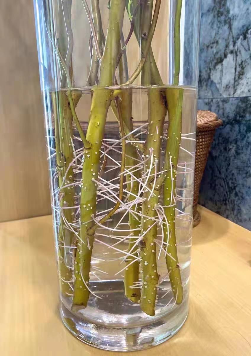 水培龙柳鲜枝客厅插花落地客厅桌摆植物易活观叶水培绿植家居装饰 多