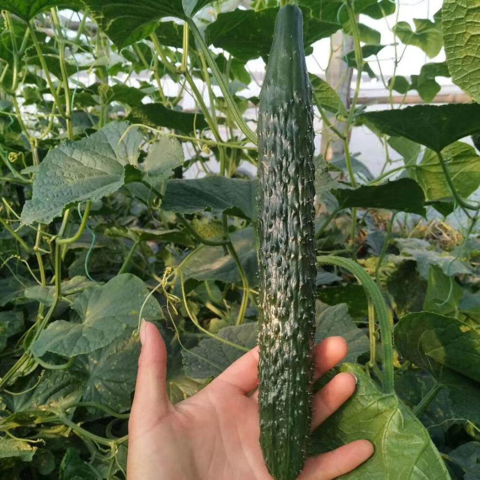 津研四号黄瓜种子绿瓤心肉水果春秋四季阳台盆栽高产蔬菜种籽苗孑