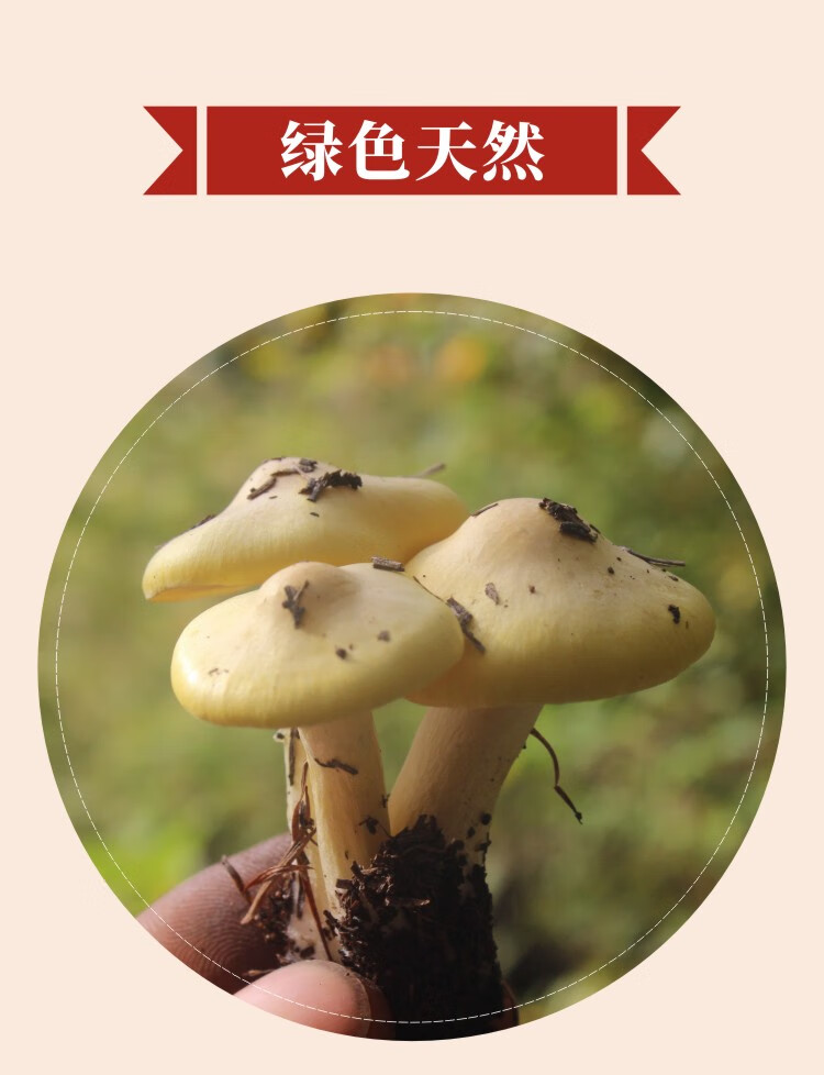 东北特产小黄蘑菇特干货干松蘑500g新鲜阿尔山黄油蘑煲汤菌250g