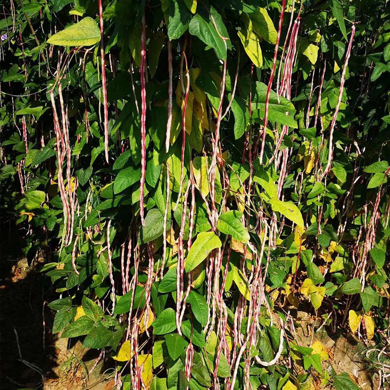 乐子君 特长豇豆花皮豇豆种孑豆彩虹豆高产四季豆种籽春夏季菜种子
