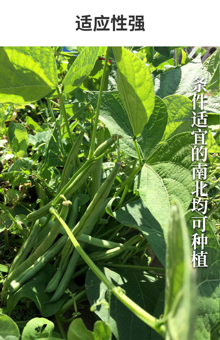 地豆无架豆四季豆种子芸豆豇豆种籽蔬菜孑不搭架无筋春季四季菜豆 农