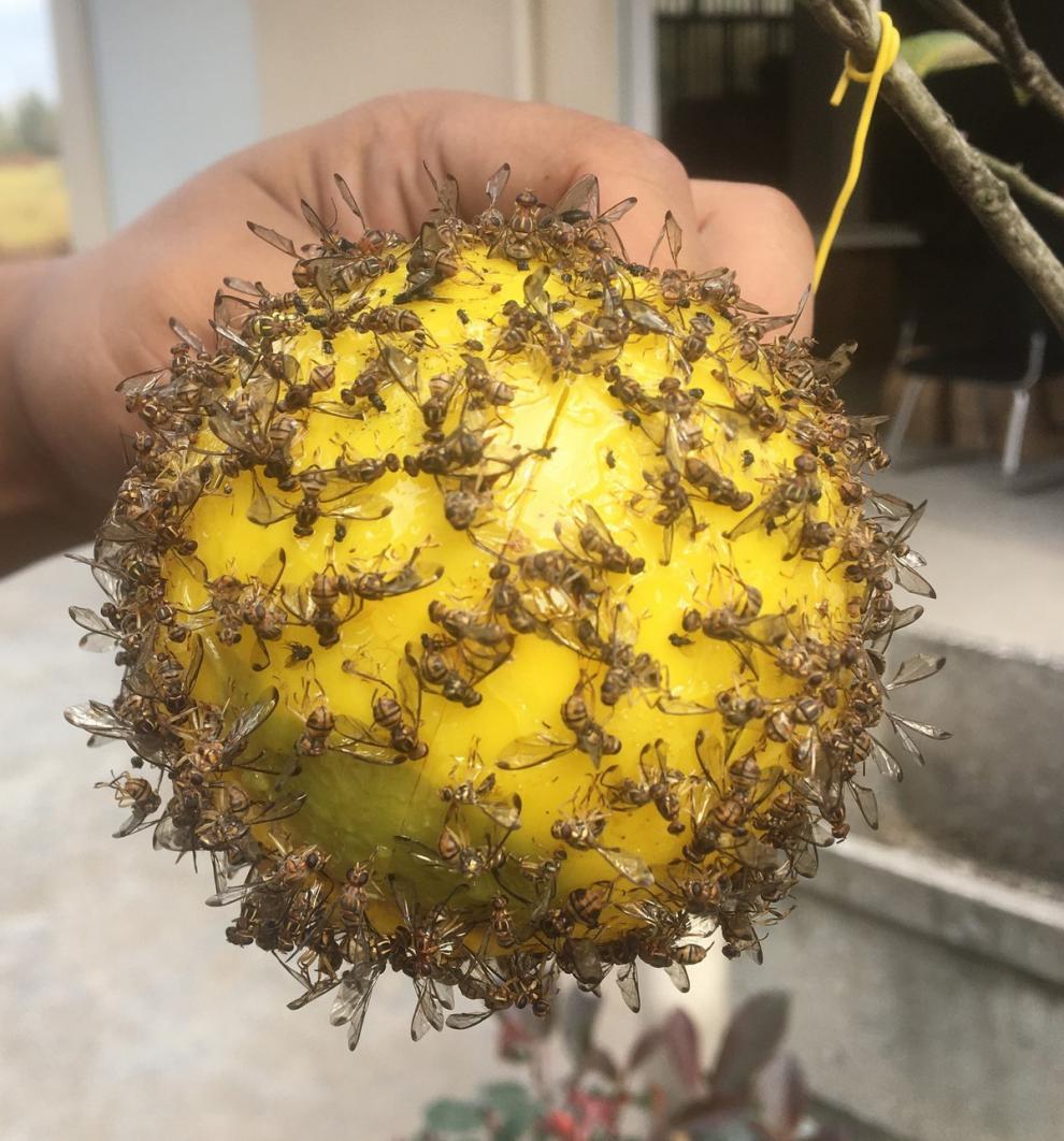 果园诱蝇球柑橘大小实蝇瓜果树针蜂贴果虫器果蝇粘虫板粘蝇球强粘性