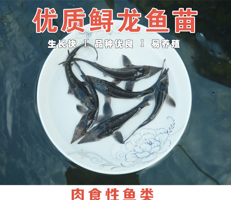鱼缸养殖观赏鱼活体尖嘴鲟大型冷水鱼鲟鱼苗 13-16厘米鲟鱼3条【图片