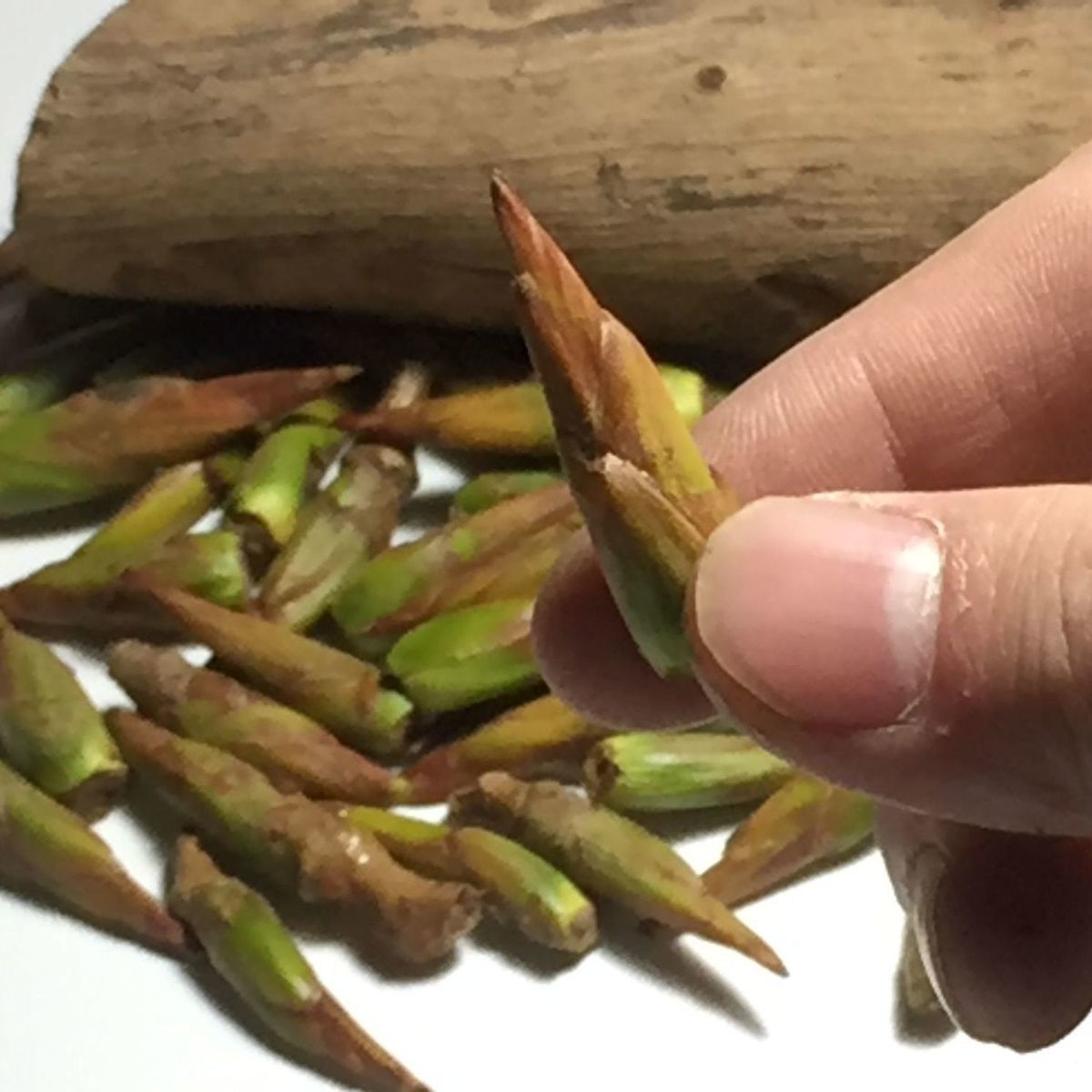 小叶杨树芽杨树芽杨树嫩枝杨树花吊中材 树花吊中材【图片 价格 品牌