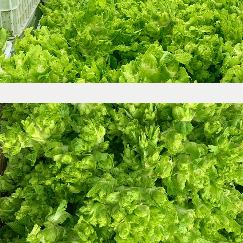 四川特产儿菜新鲜蔬菜10斤嫩儿仔青菜娃菜时令蔬菜1斤泡菜现摘鲜嫩儿