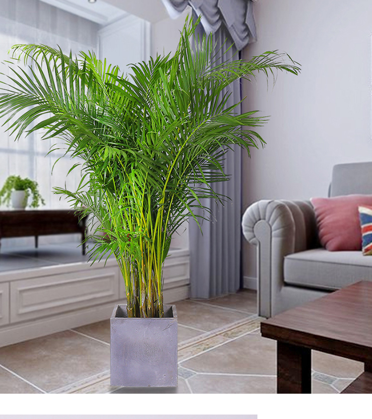 散尾葵植物盆栽室内大型植物凤尾竹苗花卉绿植办公室客厅高1520cm左右