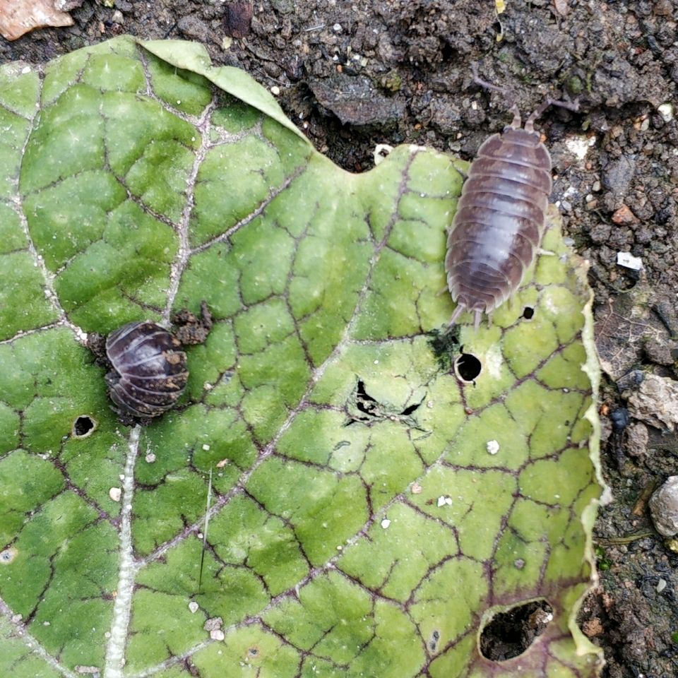 荣郁促销鼠妇虫活体200只鼠球西瓜虫潮虫宠物教学昆虫爬宠包活不卷球