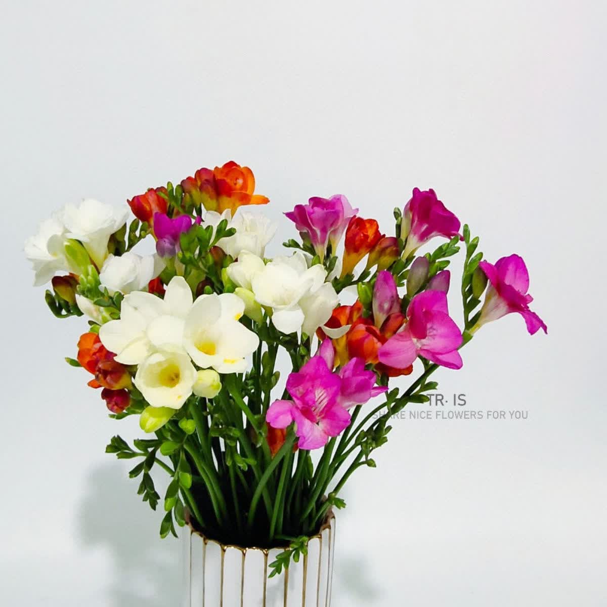 鲜切花云南基地直发水养办公室插花浓香型新品 混色香雪兰10支【图片