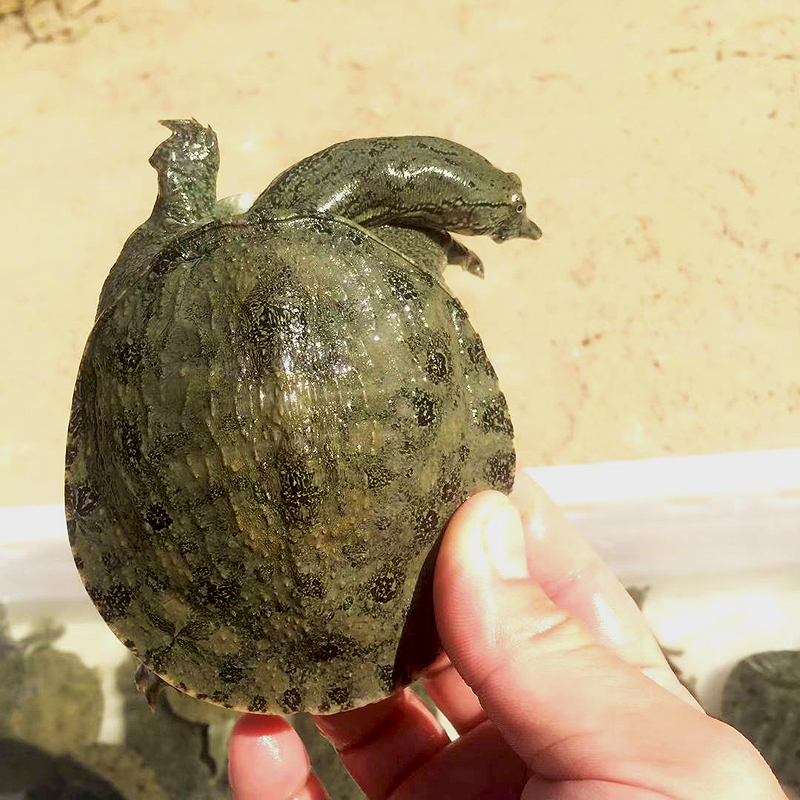 绿色召集令1530克中华鳖外塘小甲鱼苗生态苗大水库仿野食用水产养殖