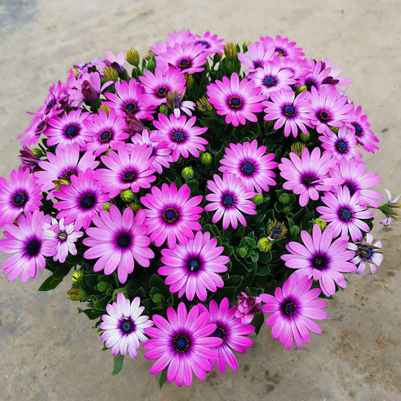 带花苞南非万寿菊花苗阳台庭院四季花卉净化空气工程花 白色系【1加仑