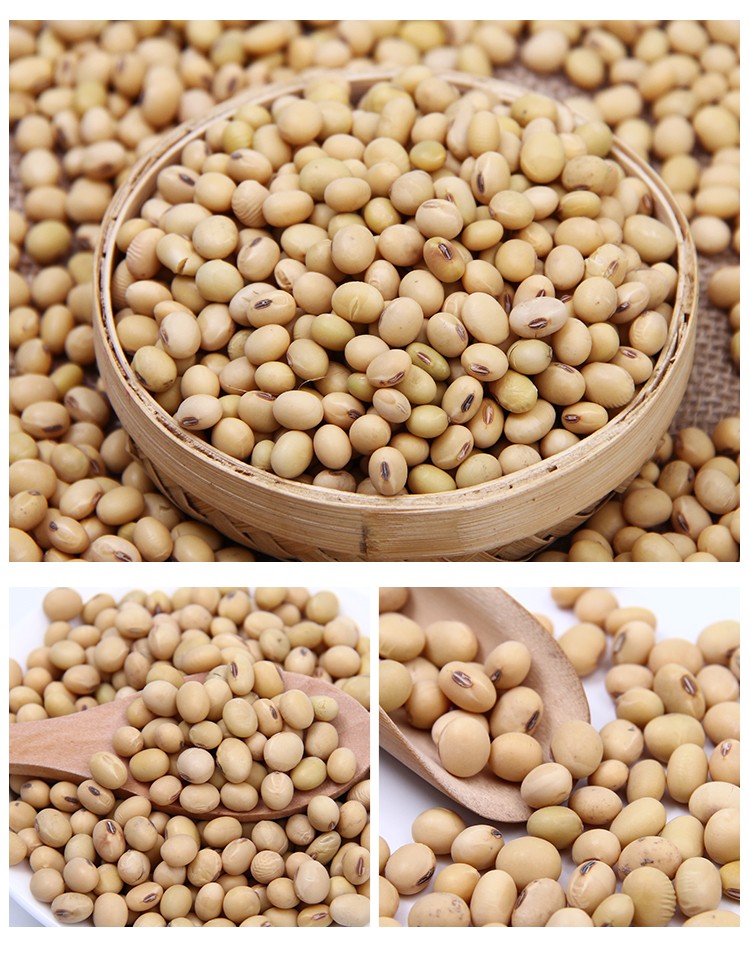 年货新豆老品种黄豆农家自种黄豆笨黄豆打豆浆专用2000克