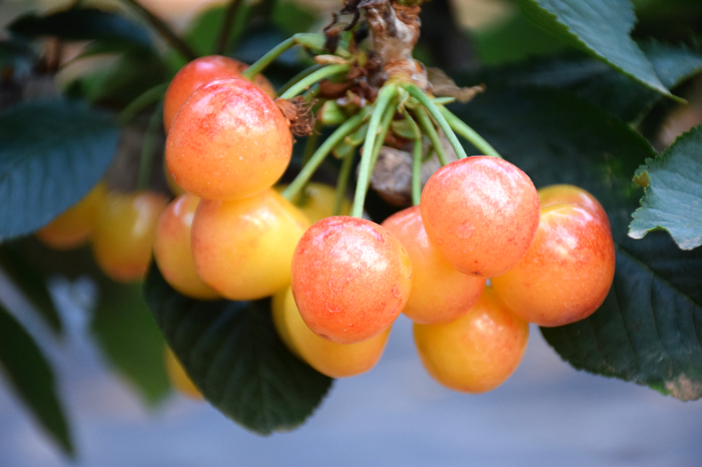 【顺丰空运】正宗山东烟台黄水晶大樱桃 黄蜜樱桃当季孕妇新鲜水果黄