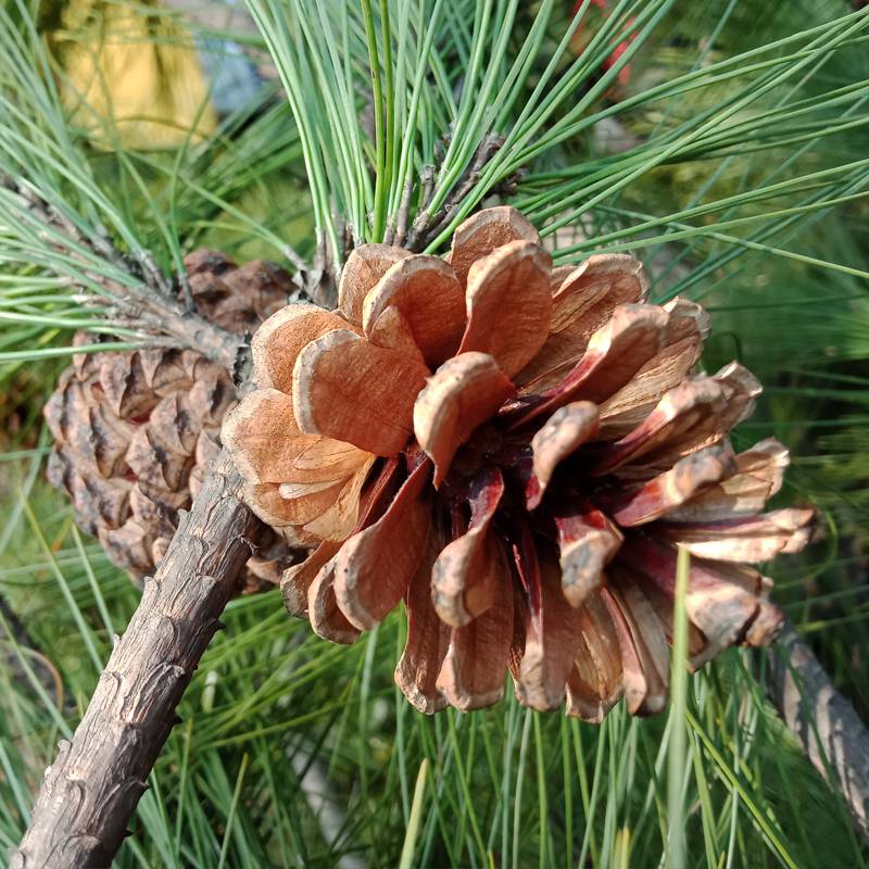 圣诞装饰网红大松果球饰品松塔装饰摆件幼儿园环创手工diy材料作品