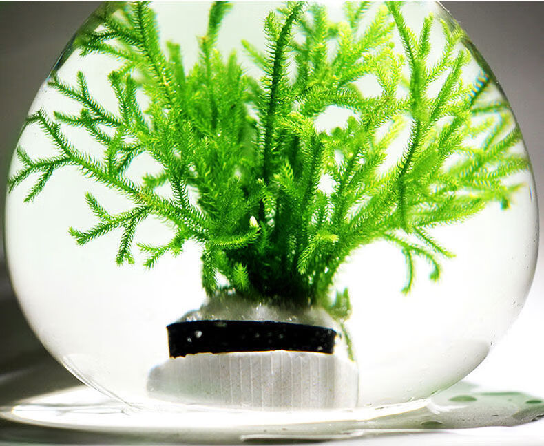 鹿角榕懒人活体水草无土耐活耐低温苔藓鱼缸生态瓶雨淋缸造景阴性