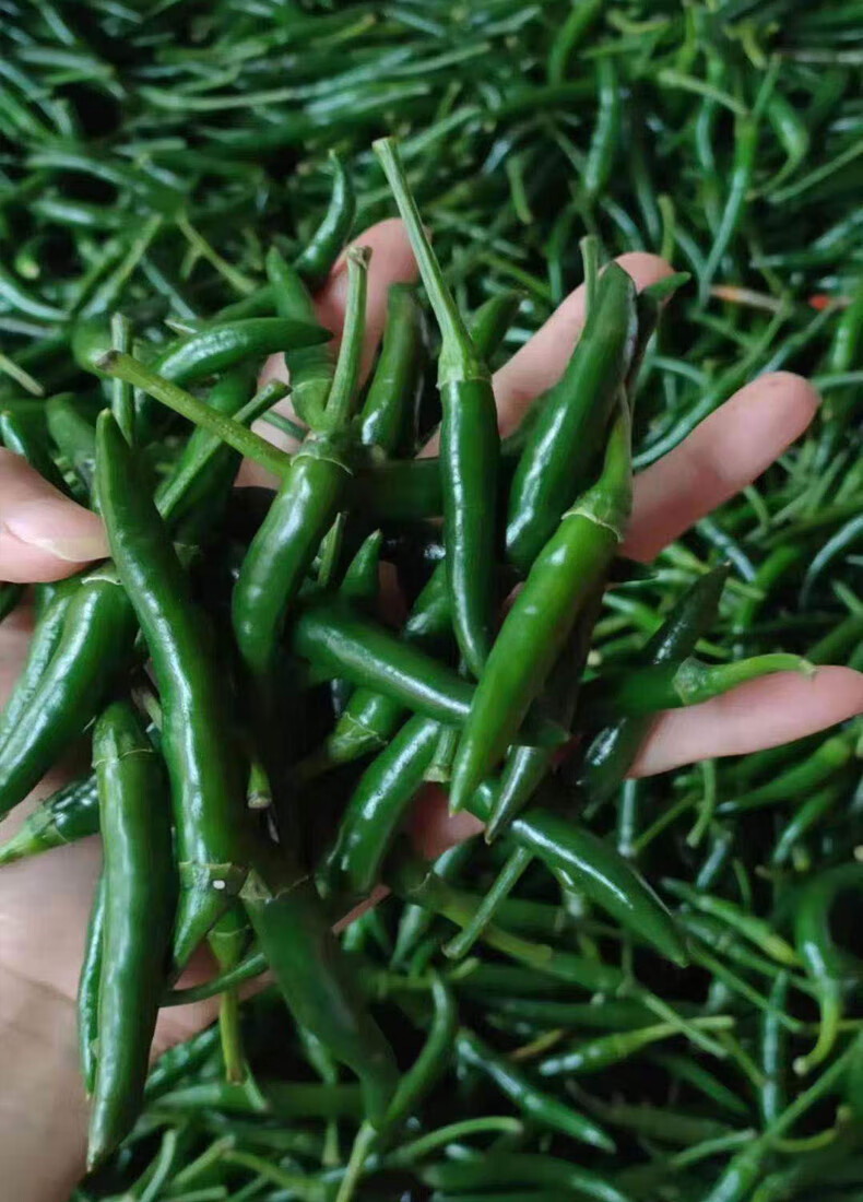 青小米椒新鲜 5斤特辣指朝天椒椒尖剁超辣椒现摘小米辣 2斤【图片 价