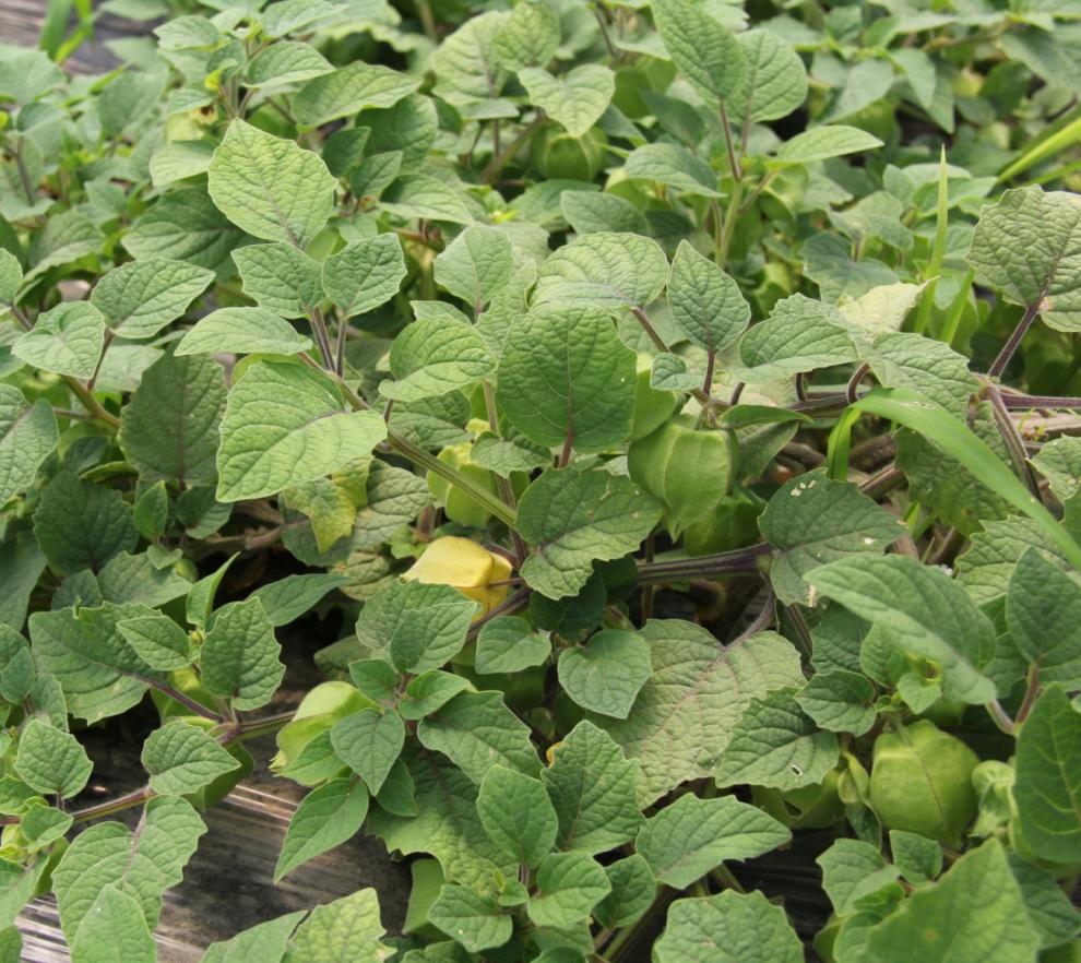 云南姑娘果1斤装新鲜当季整箱灯笼果黄菇娘洋姑娘果大果甜菇凉 二斤装