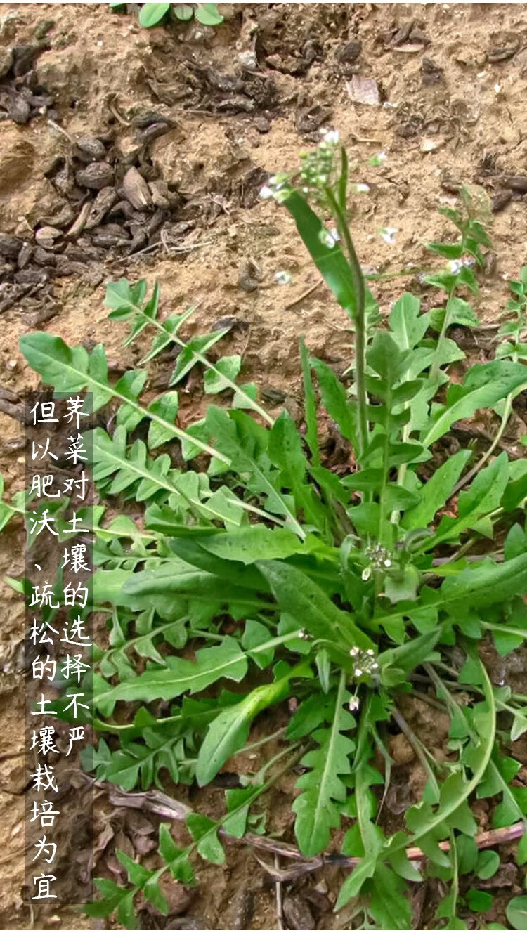 北蔬荠菜种子香荠小叶草四季阳台蔬菜菜籽大叶荠荠菜种子10g简装