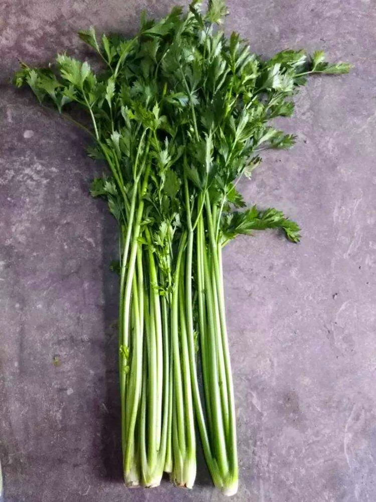 特色鲍芹种子 本芹 香脆微甜芹菜种子 实心芹 芹菜