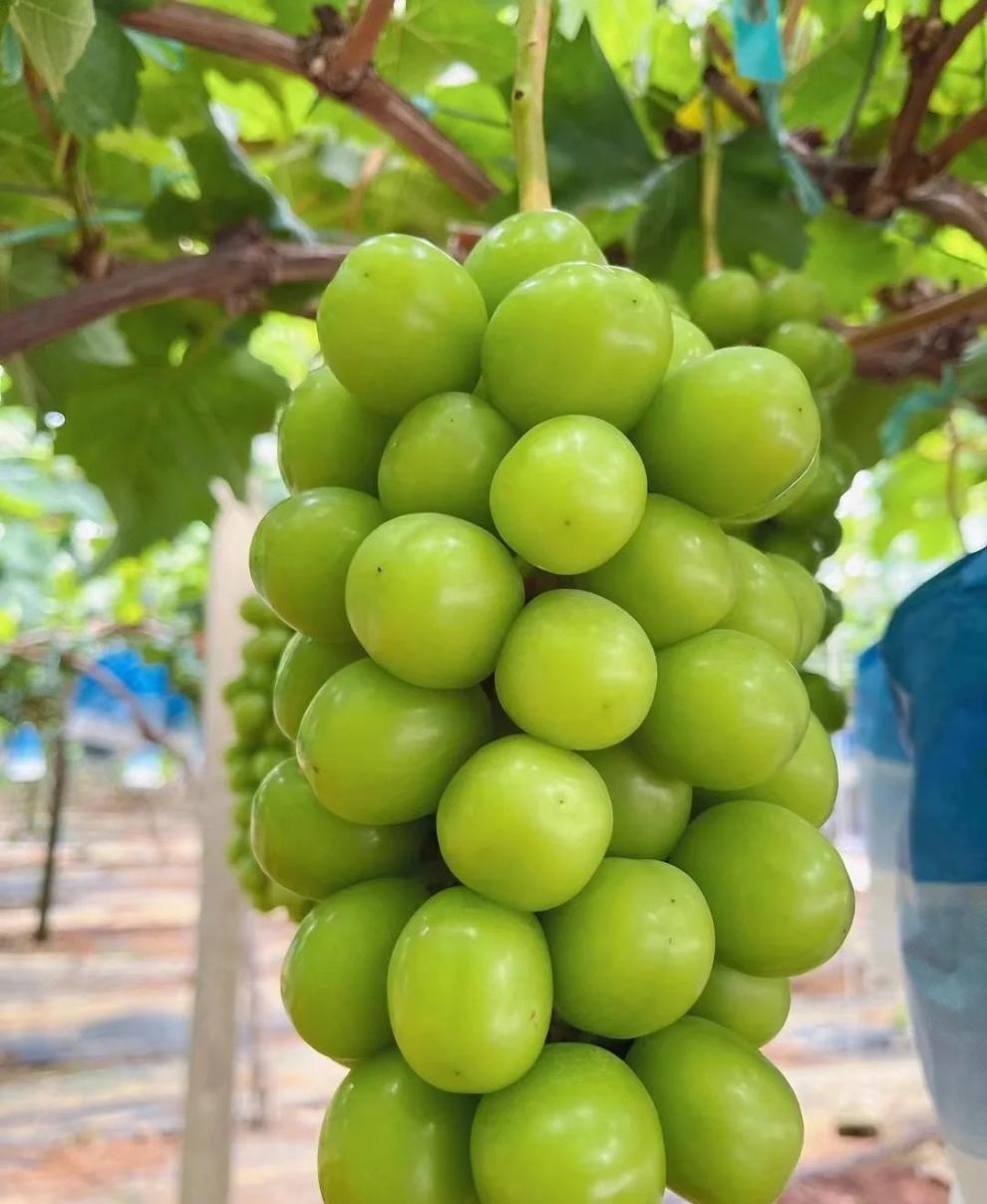 【jd顺丰-】日本引进 晴王相印青提 云南阳光玫瑰葡萄礼盒2-3串约4斤