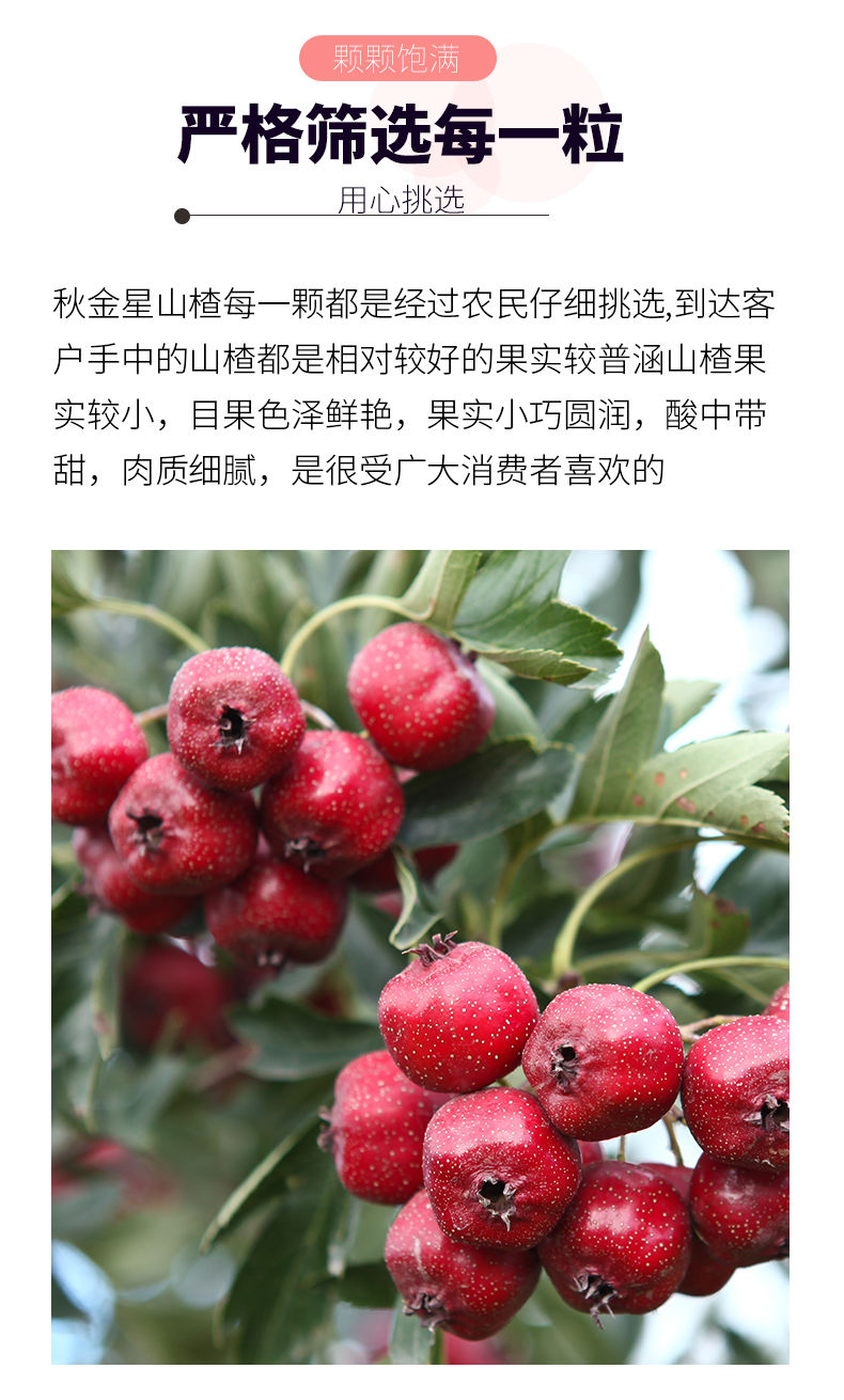 媚调山楂一斤装小金星鲜山楂果山里红酸甜秋金星甜山楂 100-200粒2f斤