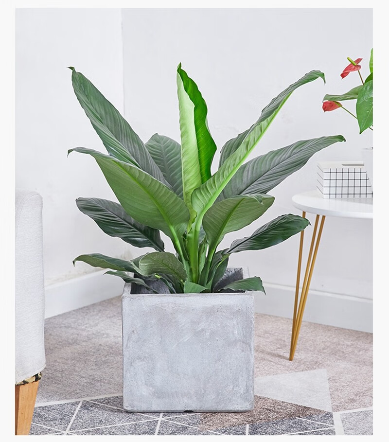 绿巨人盆栽 万年青室内客厅大型盆景植物 绿植花卉四季常青 高度30到