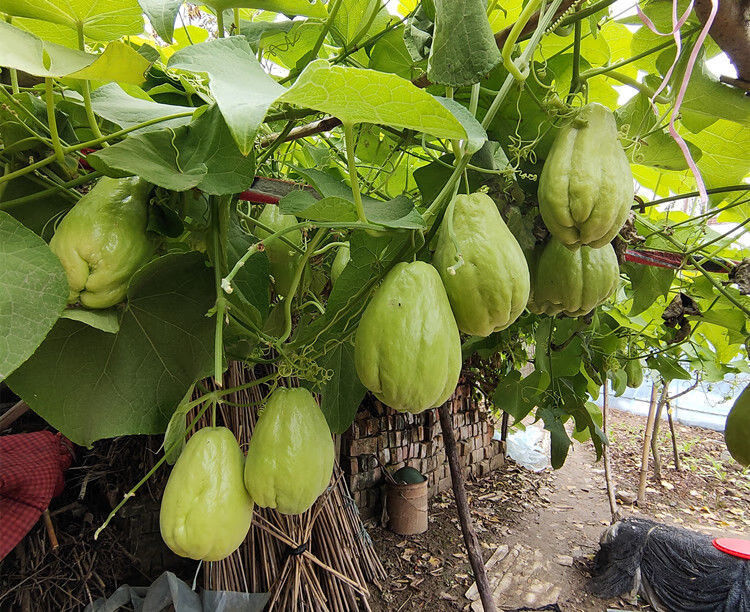 佛手瓜種子高產量佛手瓜苗種瓜秧帶芽農家食用果植根扶手種子壽瓜苗